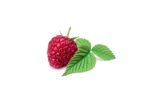 Sweet and fresh raspberries with a prickly spine and young leaves on a white background with a sunny shadow. Summer seasonal plant.の写真素材