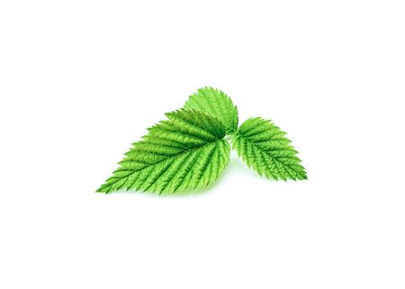 Young leaves of a raspberry stalk on a white background with a sunny shadow. Green summer plant.の写真素材