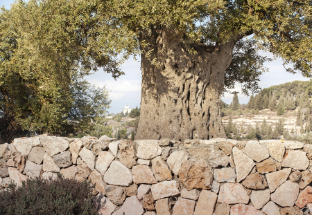 Israel, Jerusalem, Ashdod, the Dead Sea, the Negev Desert, Eilat, history, travel, excursion. vacation, holy land, religion, tour deskの写真素材