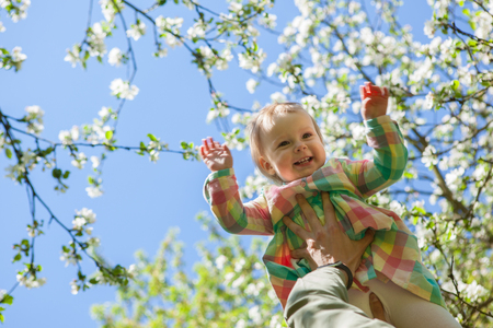 young family, mother, father, daughter, walk in the city park, the happiness to be together, love, walk in the blossoming apple orchardの写真素材