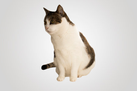 Cute beautiful young cat in gray and white on a white backgroundの写真素材