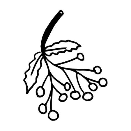 vector illustration of rowan branch with leaves and berries in doodle styleのイラスト素材