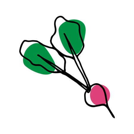 vector illustration of radish in doodle styleのイラスト素材