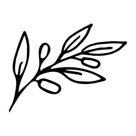 Vector illustration of a branch of olives in doodle styleのイラスト素材