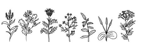 Vector set of medicinal herbs. Doodle styleのイラスト素材