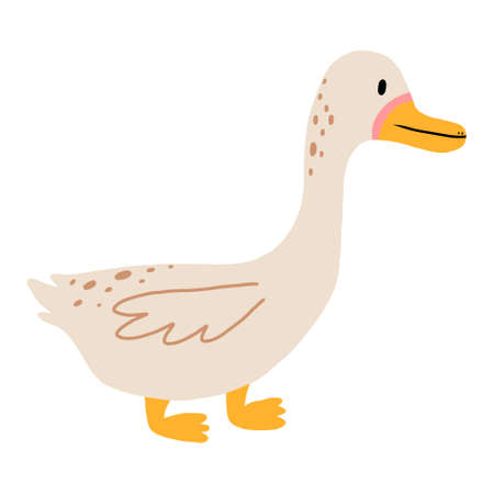 Vector illustration of a cute duck. Domestic duck isolated on white background. Childrens style.のイラスト素材