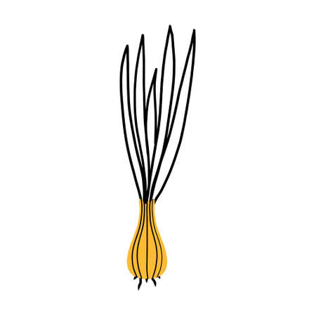 Onion in doodle style. Hand drawn onion illustration. Vector onion.のイラスト素材