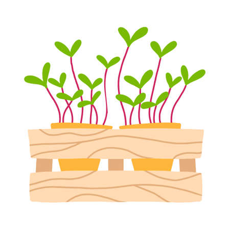 Pot of microgreens. Microgreens peas, radish, onion, arugula. sunflower, beets and others. Vector illustration isolated on white background. Drawn style.のイラスト素材
