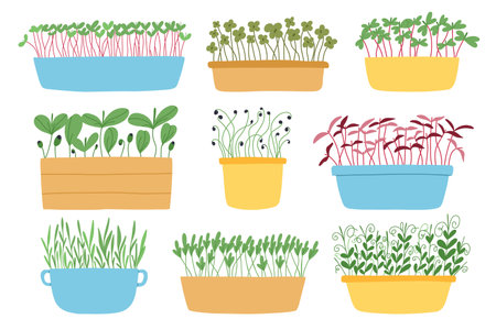 Hand drawn microgreens in pots. Vector illustration in flat style isolated on white background. Micro green. Beets, lettuce, cabbage, sorrel, onion, radish, arugula, peas. Growing superfood at home.のイラスト素材