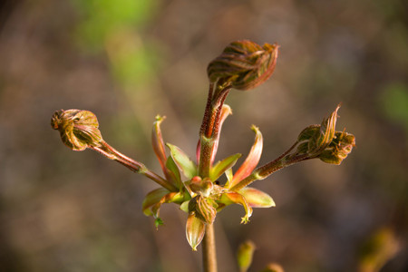 Early spring shoots tiny leaves on fuzzy forest light lilac backgroundの写真素材