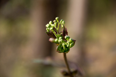 Early spring shoots tiny leaves on fuzzy forest light lilac backgroundの写真素材