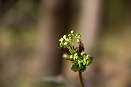 Early spring shoots tiny leaves on fuzzy forest light lilac backgroundの写真素材