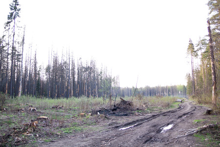 Russia Deforestation: forest has been destroyed  human development, trees felled and stored for the industry. Wooden logs cut and stacked with forest backgroundの写真素材