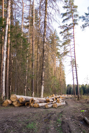 Russia Deforestation: forest has been destroyed  human development, trees felled and stored for the industry. Wooden logs cut and stacked with forest backgroundの写真素材