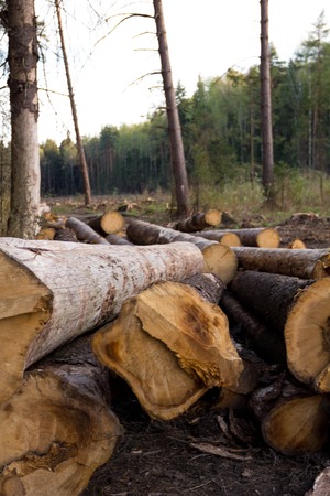 Russia Deforestation: forest has been destroyed  human development, trees felled and stored for the industry. Wooden logs cut and stacked with forest backgroundの写真素材