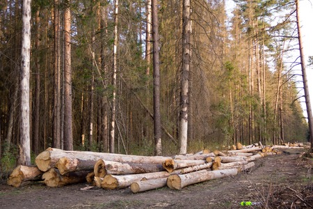 Russia Deforestation: forest has been destroyed  human development, trees felled and stored for the industry. Wooden logs cut and stacked with forest backgroundの写真素材