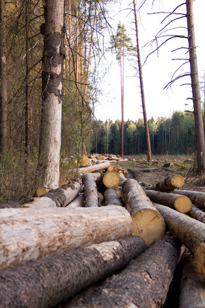 Russia Deforestation: forest has been destroyed  human development, trees felled and stored for the industry. Wooden logs cut and stacked with forest backgroundの写真素材