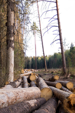 Russia Deforestation: forest has been destroyed  human development, trees felled and stored for the industry. Wooden logs cut and stacked with forest backgroundの写真素材