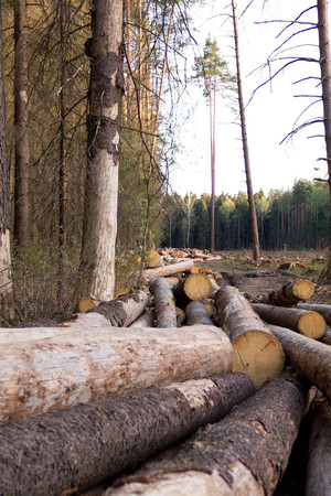 Russia Deforestation: forest has been destroyed  human development, trees felled and stored for the industry. Wooden logs cut and stacked with forest backgroundの写真素材