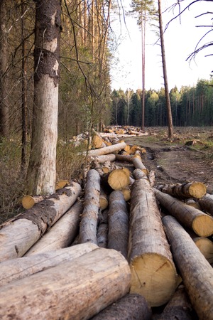 Russia Deforestation: forest has been destroyed  human development, trees felled and stored for the industry. Wooden logs cut and stacked with forest backgroundの写真素材