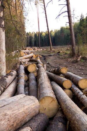 Russia Deforestation: forest has been destroyed  human development, trees felled and stored for the industry. Wooden logs cut and stacked with forest backgroundの写真素材