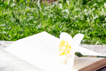 Summer pictures with an open book. Open book on the background of nature. Knowledge is power. Flowers in the book. Education. on the wooden table. Teacher's day. Empty space for textの写真素材