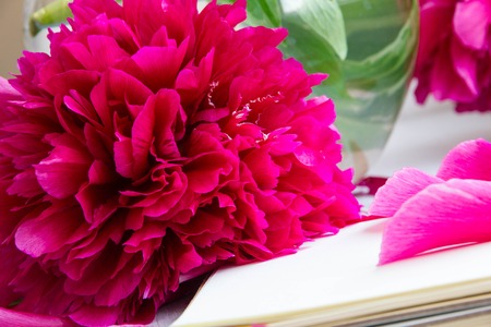 Beautiful pink peonies flowers with a blank notebook on a gray stone background, copy space for your text or design, top view, with a flat lay. Stylish mock branding for showing your work.の写真素材