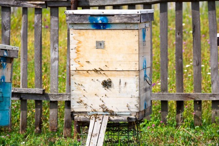 A row of bee hives in a field. The beekeeper in the field of flowers. Hives in apiary with bees flying to the landing boards in a green garden. hives with bees.の写真素材
