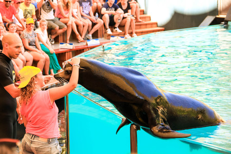 Canary Islands 12,09 2015. Show dolphins, whales, with the participation of the people Tenerife Spain.のeditorial素材