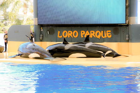 TENERIFE, SPAIN 12.09, 2015: Orcan ocean show (Loro park). Loro Parque, Puerto de la Cruz, Tenerife, Canary Islands, Spain.のeditorial素材