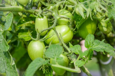 Green tomatoes. Agriculture concept. Unripe vegetables on green stems growing on branchesの写真素材