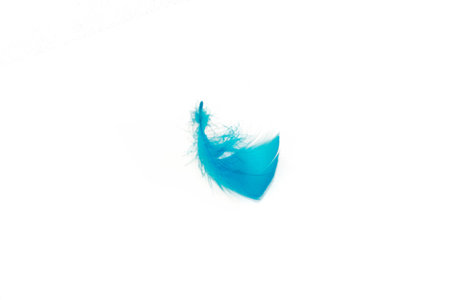 blue bird feather isolated on white background