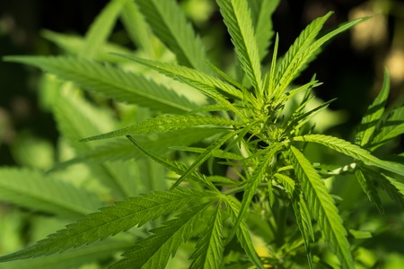 Marijuana leaves, cannabis on a dark background, beautiful background, indoor cultivationの写真素材