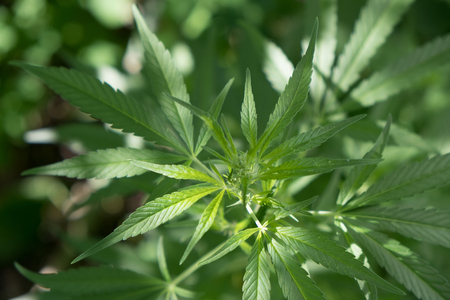 Marijuana leaves, cannabis on a dark background, beautiful background, indoor cultivationの写真素材