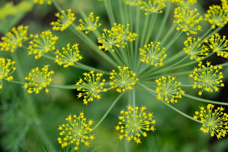 The fennel blossoming. Fennel inflorescence top view. Close up. Macro. Vegetable background horizontally. Anethum. Anethum graveolens. Fructus Anethi graveolens.の写真素材