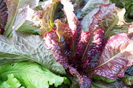 fresh lettuce green leaves close- up. grow in the gardenの写真素材