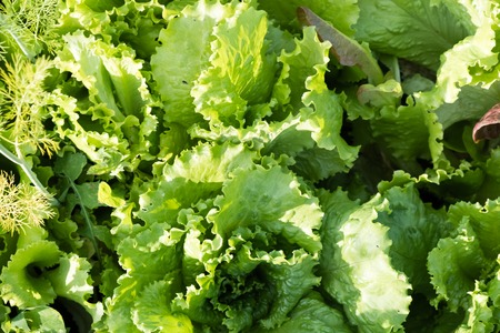 fresh lettuce green leaves close- up. grow in the gardenの写真素材