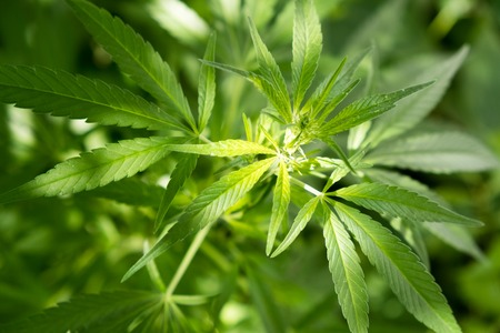 marijuana leaf background wallpaper cannabis hemp leaf outdoorsの写真素材