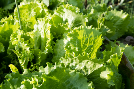 fresh lettuce green leaves close- up. grow in the gardenの写真素材