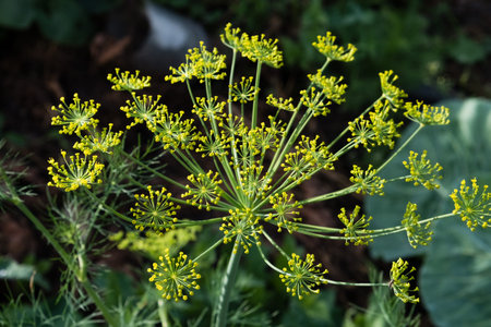 The fennel blossoming. Fennel inflorescence top view. Close up. Macro. Vegetable background...