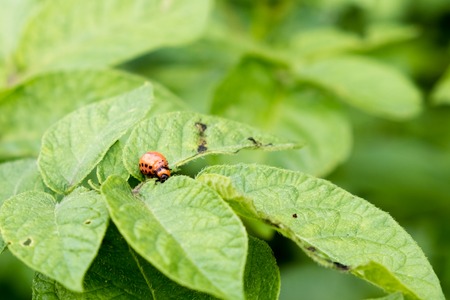 The red colorado beetles larvae feeding on the potato leafの写真素材