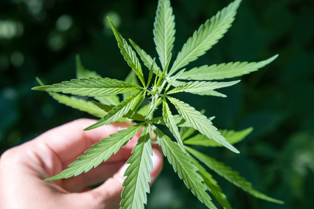 Marijuana Leaf With Buds In Palm Hand High Qualityの写真素材