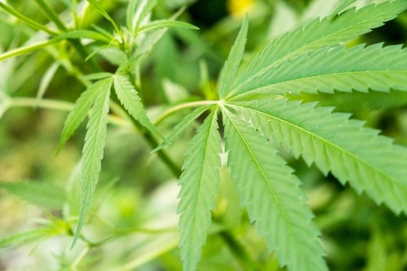 Cannabis green leaf, background marijuana, prohibited plantsの写真素材