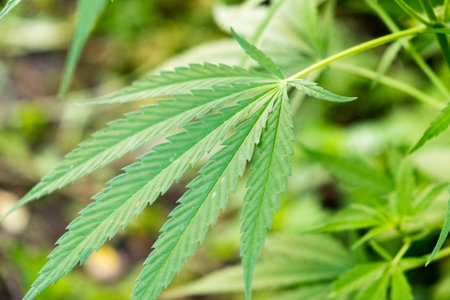Cannabis green leaf, background marijuana, prohibited plants