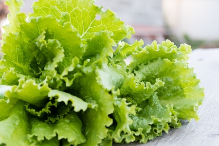 Green lettuce leaves. Lettuce leaves on wooden background. Fresh lettuce on kitchen table. Healthy organic food.の写真素材