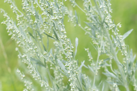 Wormwood Artemisia absinthium perennial herb of silvery color, with a strong aromatic odor and bitter wormwood famousの写真素材
