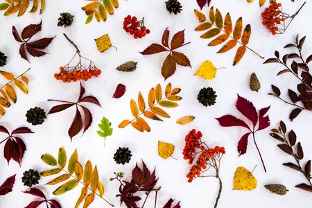 Pile of autumn leaves, pine cones nuts over white background. collection beautiful colorful leaves border from autumn elements. top view, copy space. Bright Pretty Fall Display of Colorful Ash Leaves in Natural Tones.の写真素材