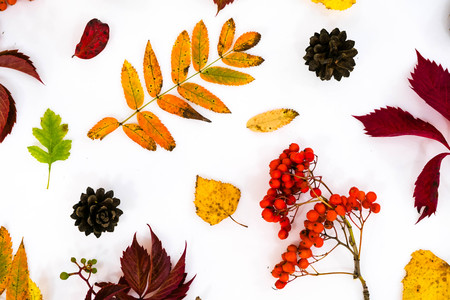 Pile of autumn leaves, pine cones nuts over white background. collection beautiful colorful leaves border from autumn elements. top view, copy space. Bright Pretty Fall Display of Colorful Ash Leaves in Natural Tones.の写真素材