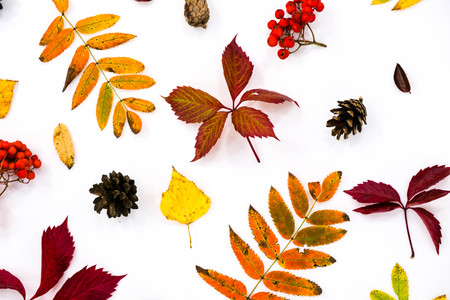 Pile of autumn leaves, pine cones nuts over white background. collection beautiful colorful leaves border from autumn elements. top view, copy space. Bright Pretty Fall Display of Colorful Ash Leaves in Natural Tonesの写真素材