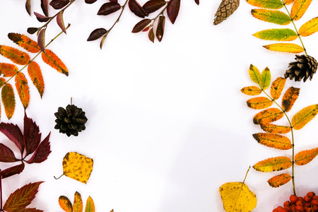 Pile of autumn leaves, pine cones nuts over white background. collection beautiful colorful leaves border from autumn elements. top view, copy space. Bright Pretty Fall Display of Colorful Ash Leaves in Natural Tonesの写真素材